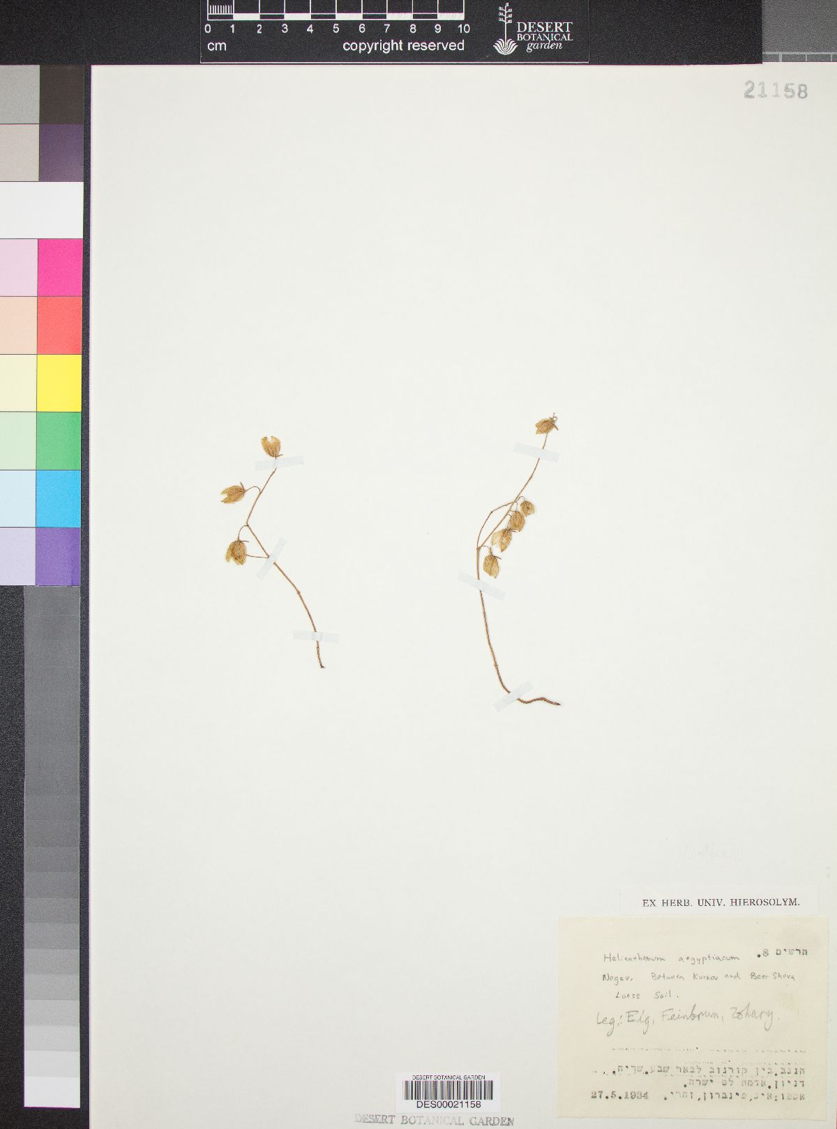 Helianthemum aegyptiacum image