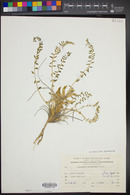 Astragalus alexandrinus image