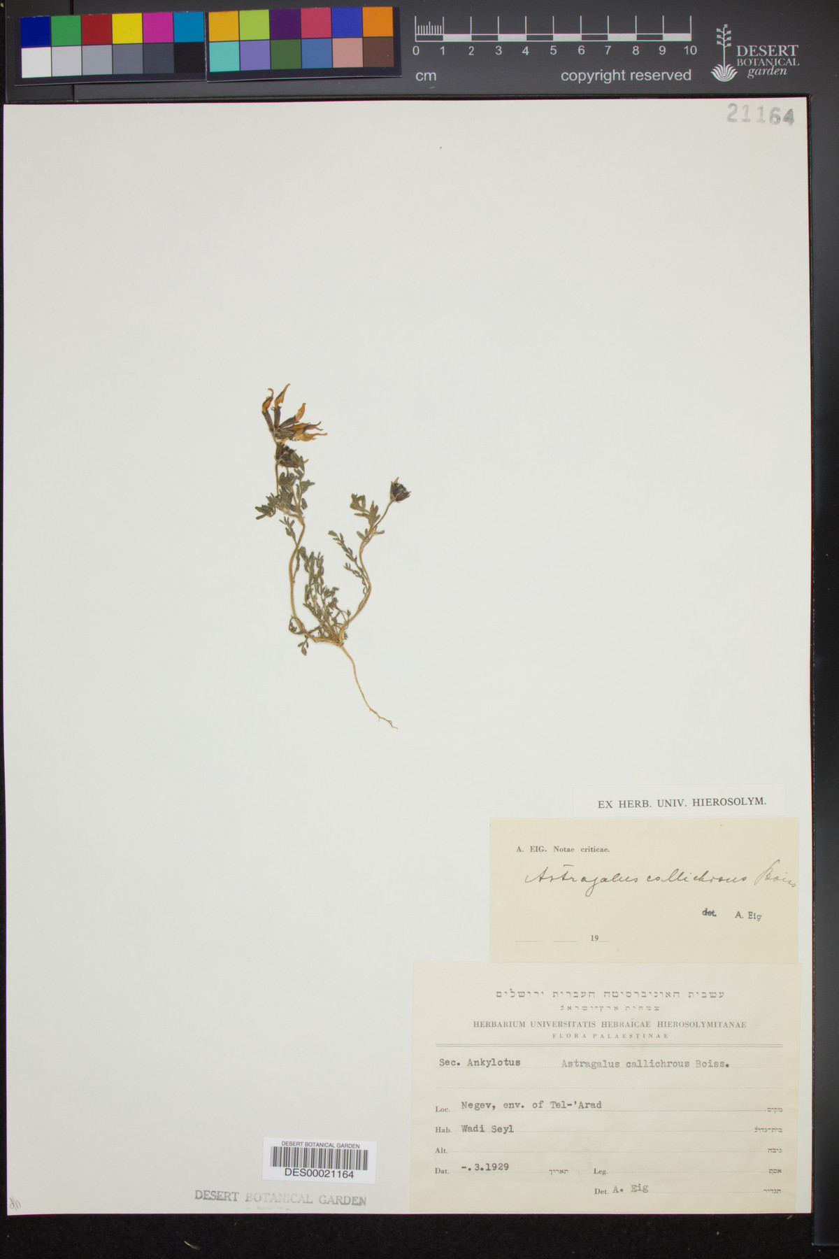Astragalus callichrous image