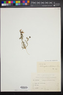 Image of Astragalus callichrous