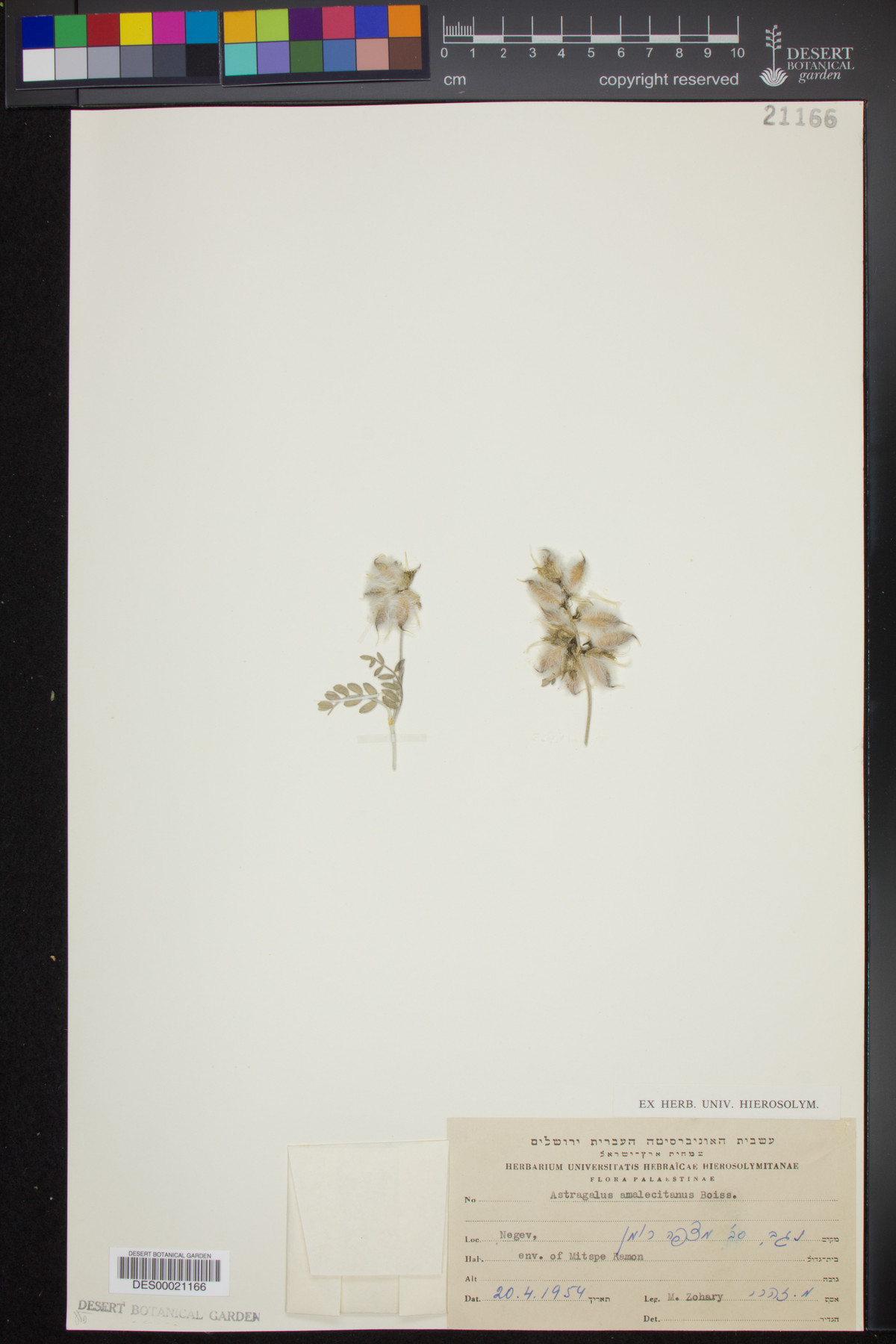 Astragalus amalecitanus image