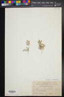 Image of Astragalus amalecitanus