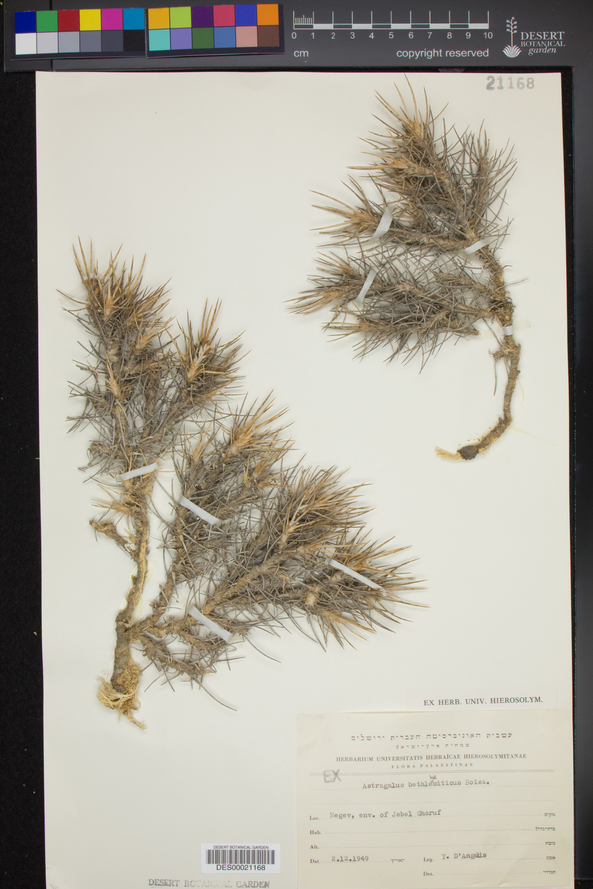 Astragalus bethlehemiticus image