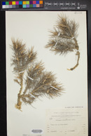 Image of Astragalus bethlehemiticus