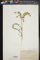 Astragalus boeticus image