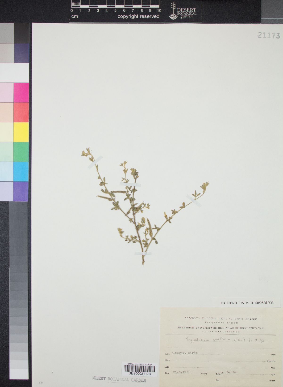 Argyrolobium uniflorum image