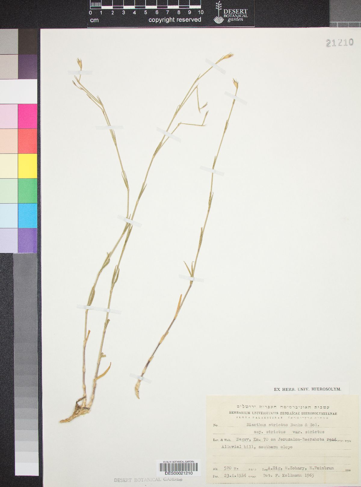 Dianthus strictus subsp. strictus image