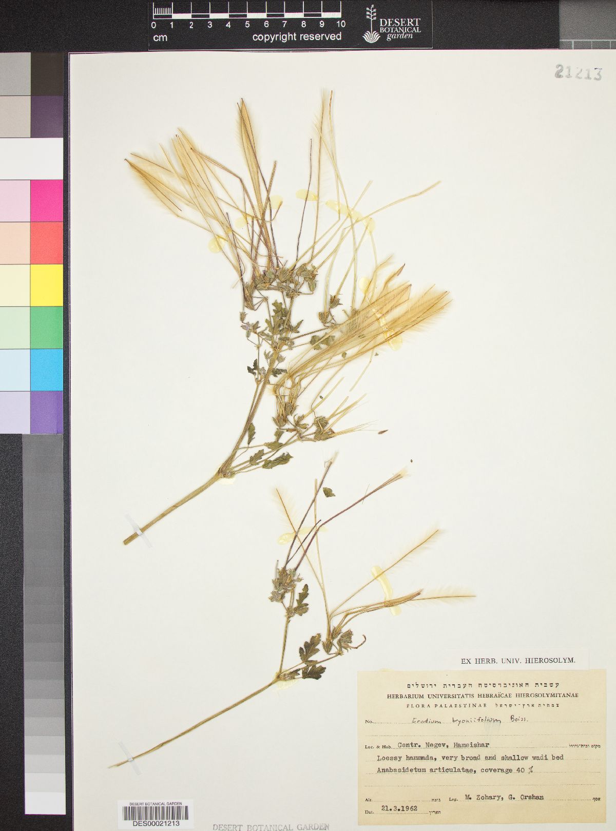 Erodium oxyrhinchum subsp. bryoniifolium image