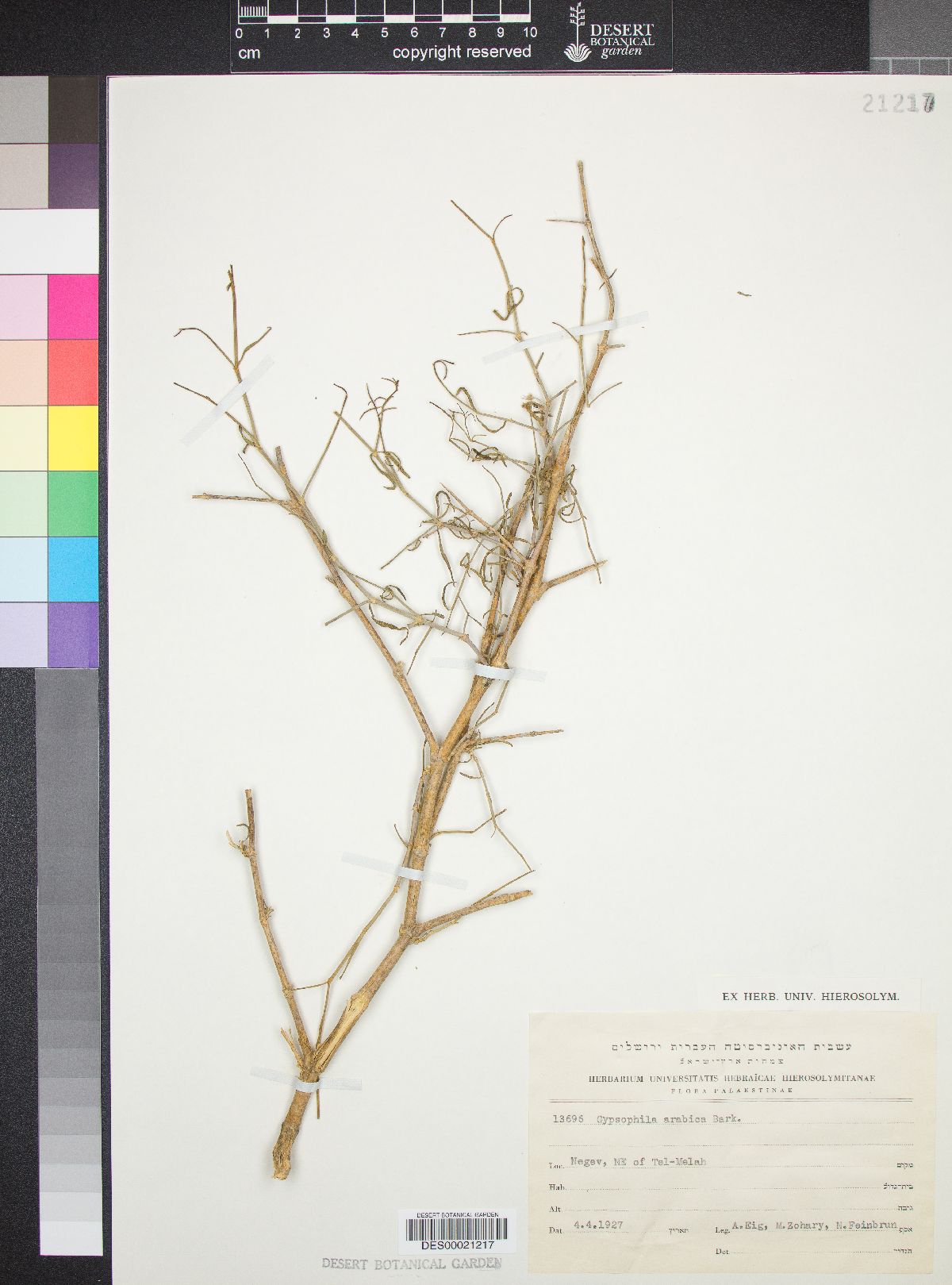Gypsophila arabica image