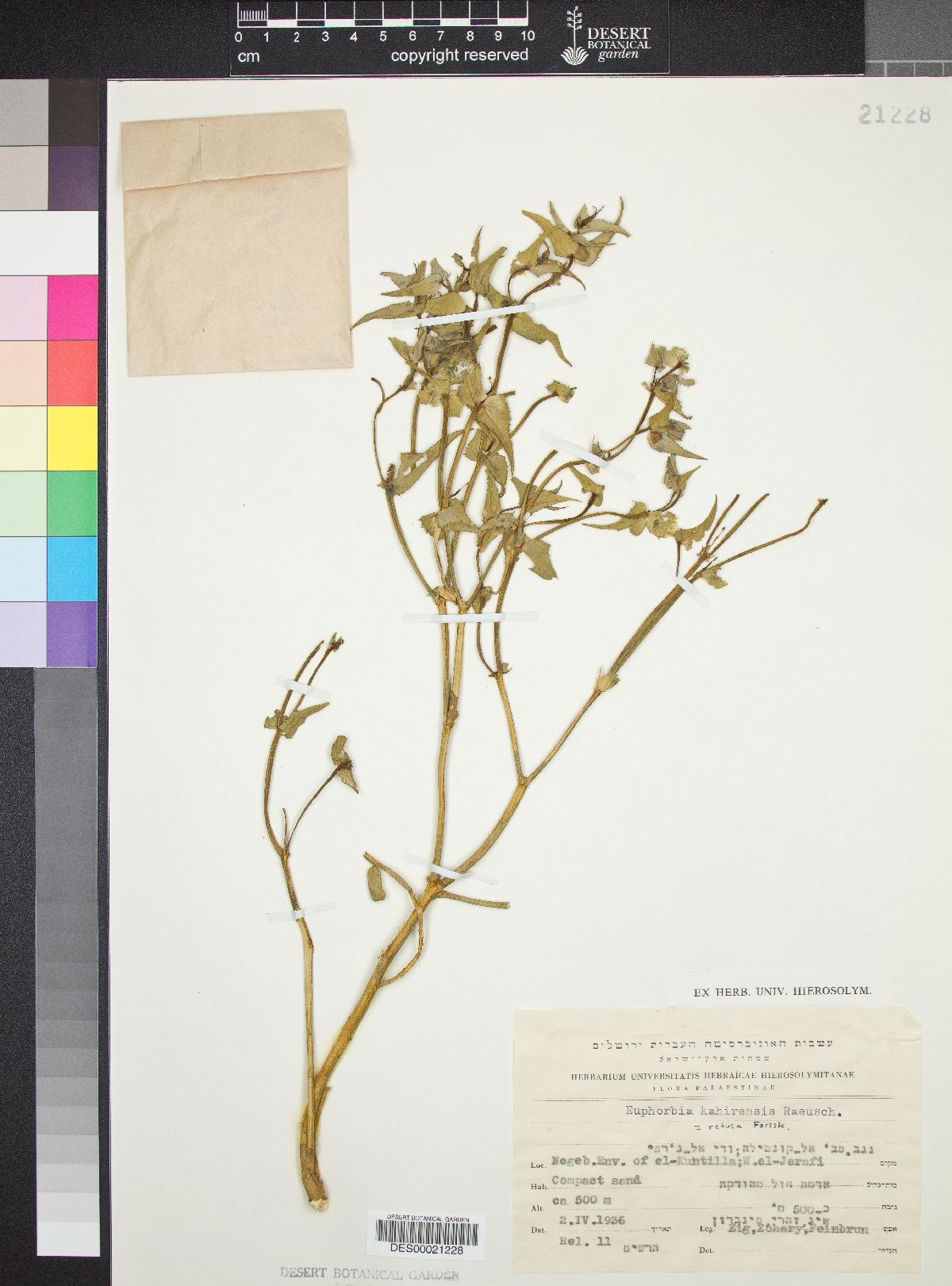 Euphorbia retusa image