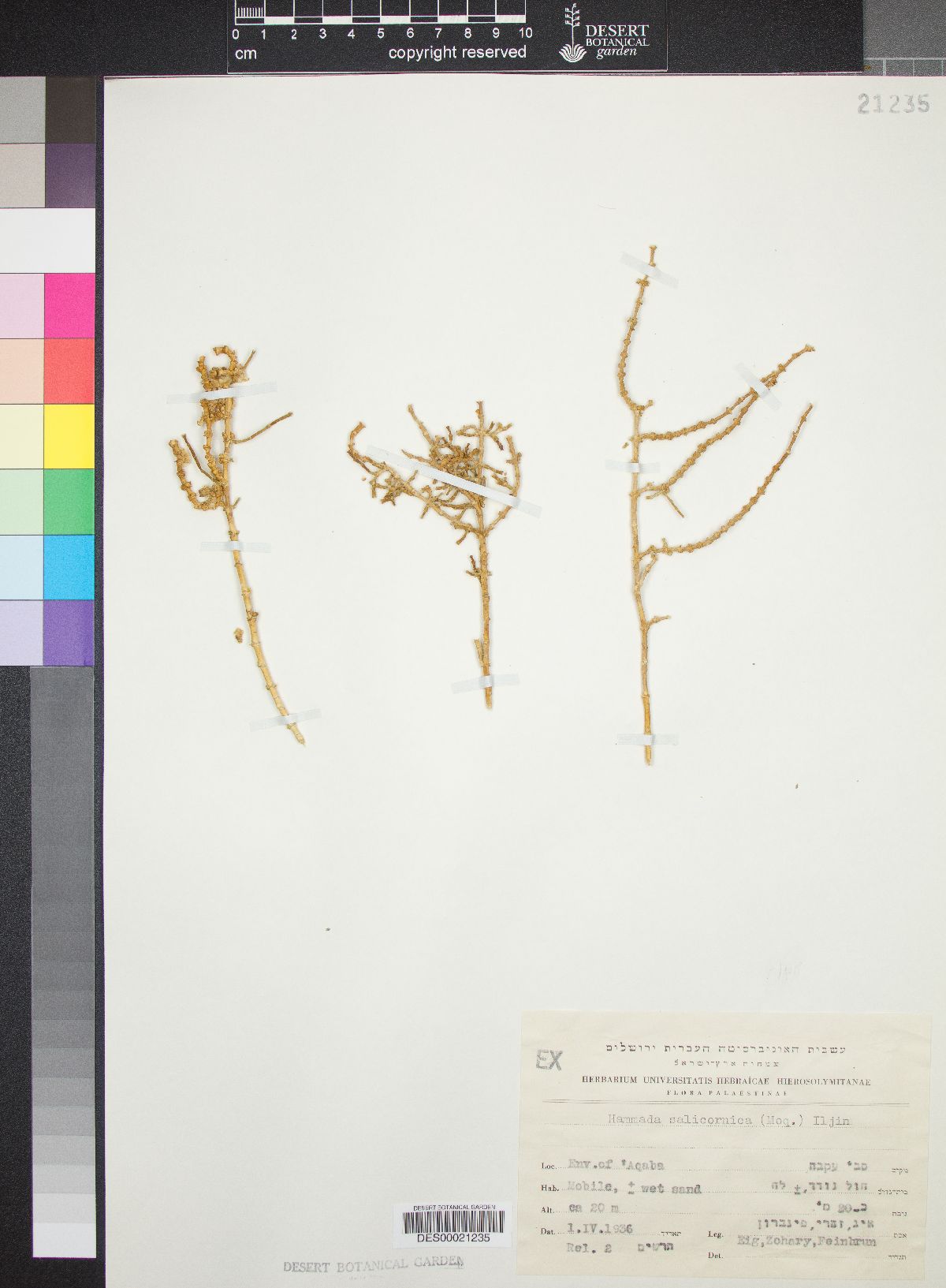 Haloxylon salicornicum image