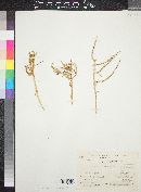 Haloxylon salicornicum image