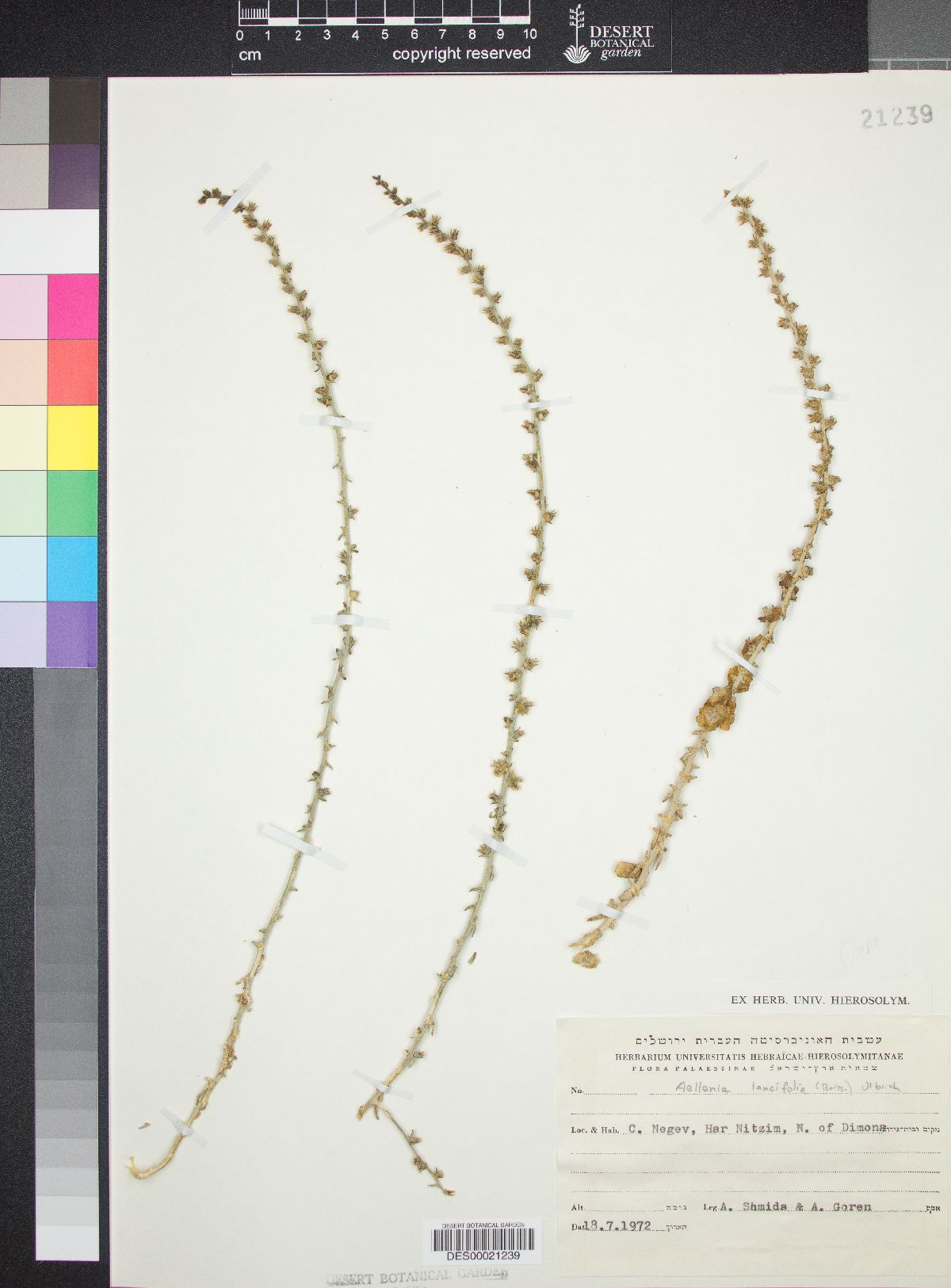Aellenia lancifolia image