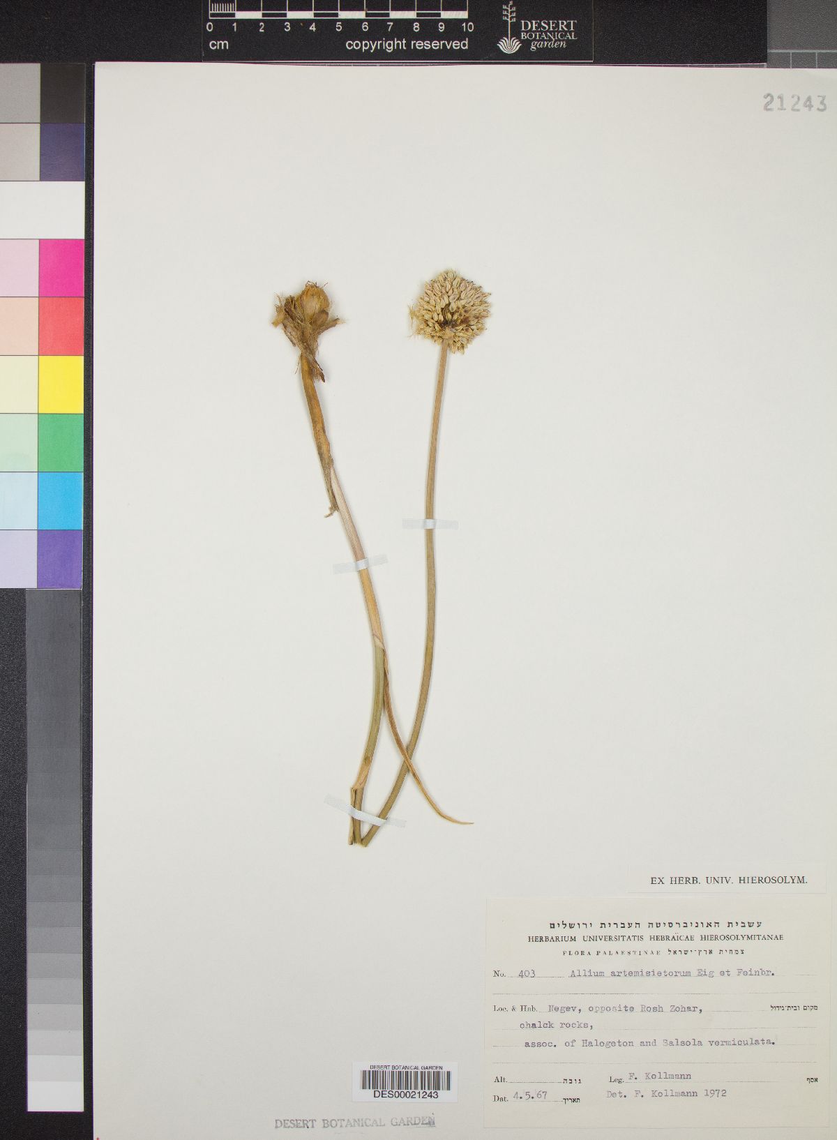 Allium artemisietorum image