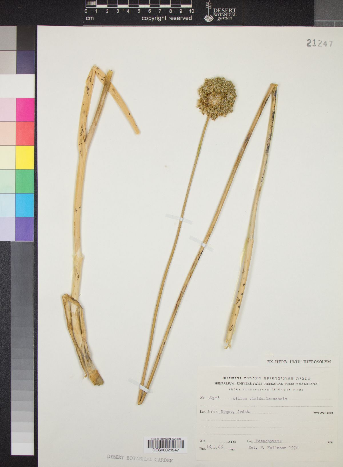 Allium dictyoprasum image