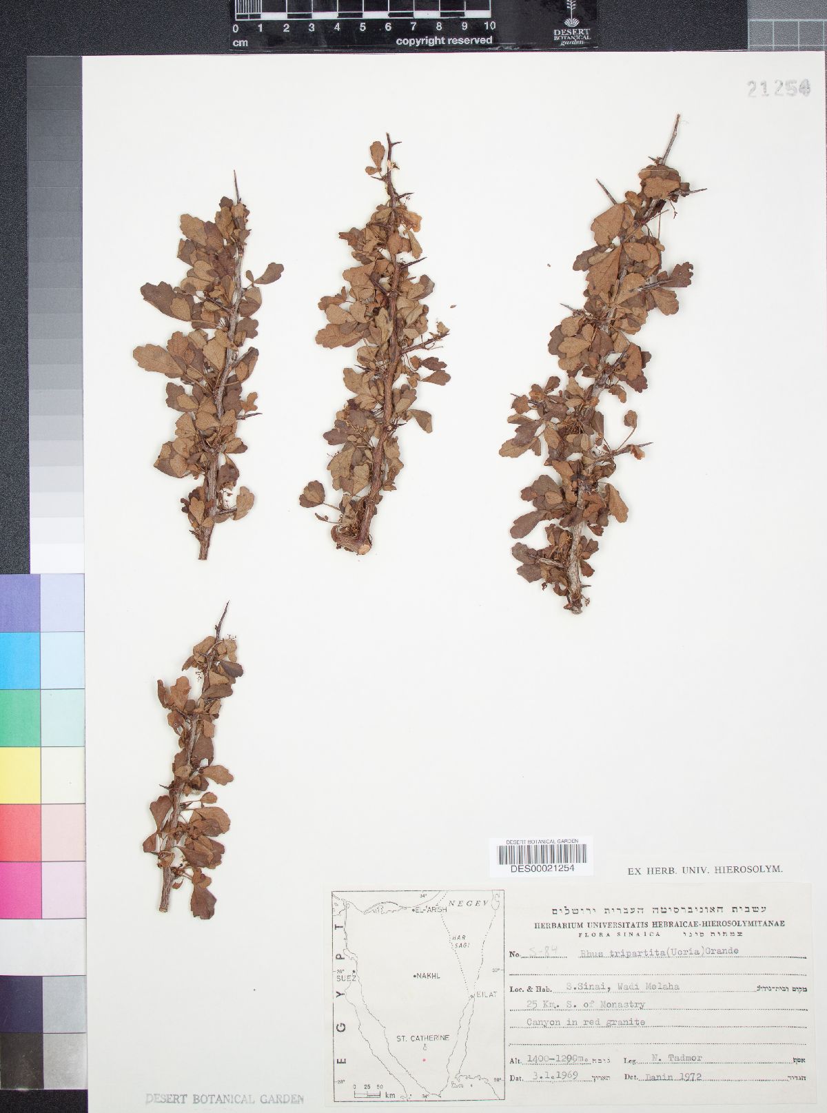 Searsia tripartita image