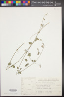 Rhynchosia minima var. memnonia image