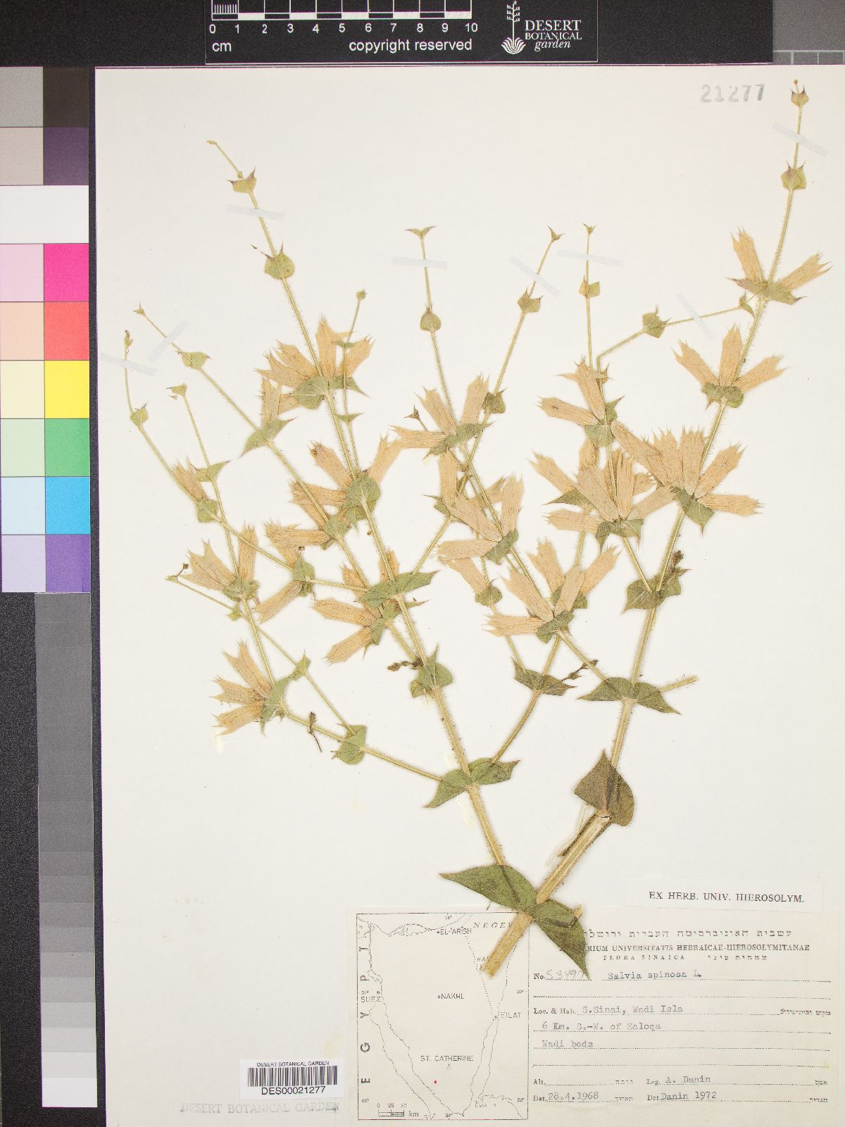 Salvia spinosa image