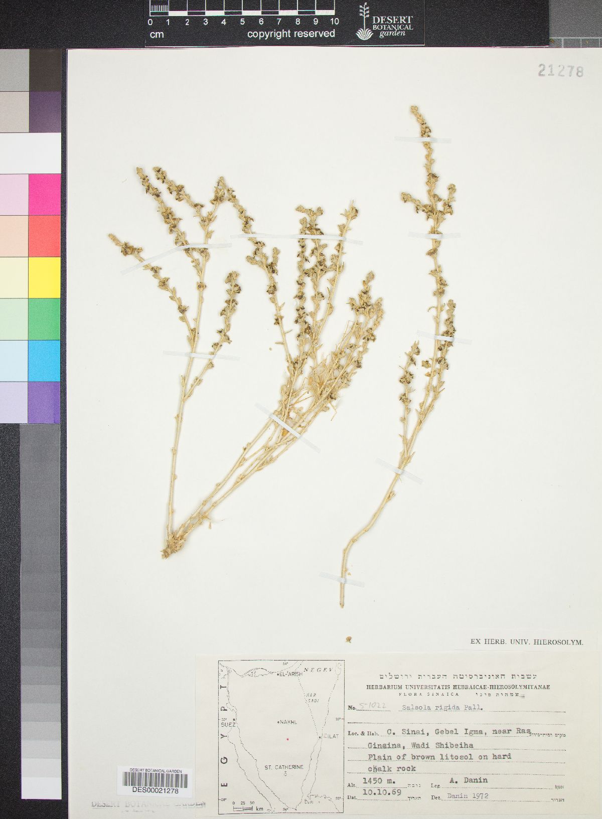 Salsola orientalis image