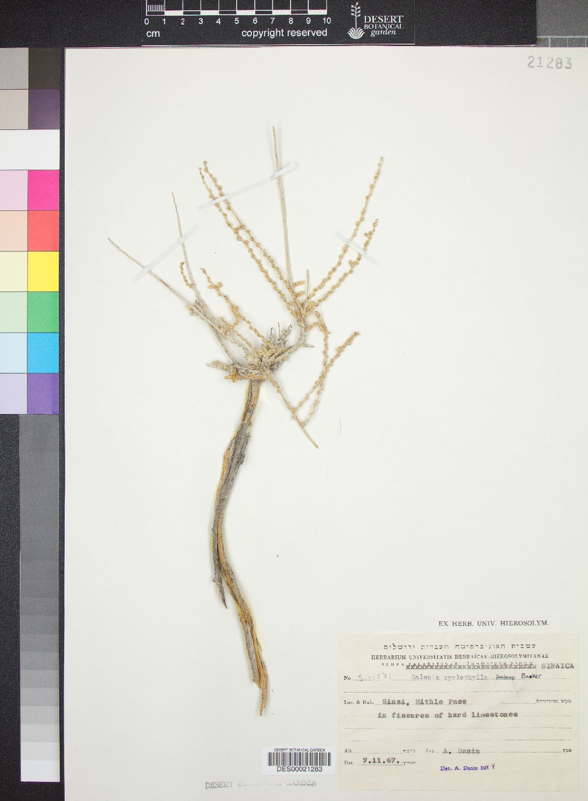 Salsola cyclophylla image