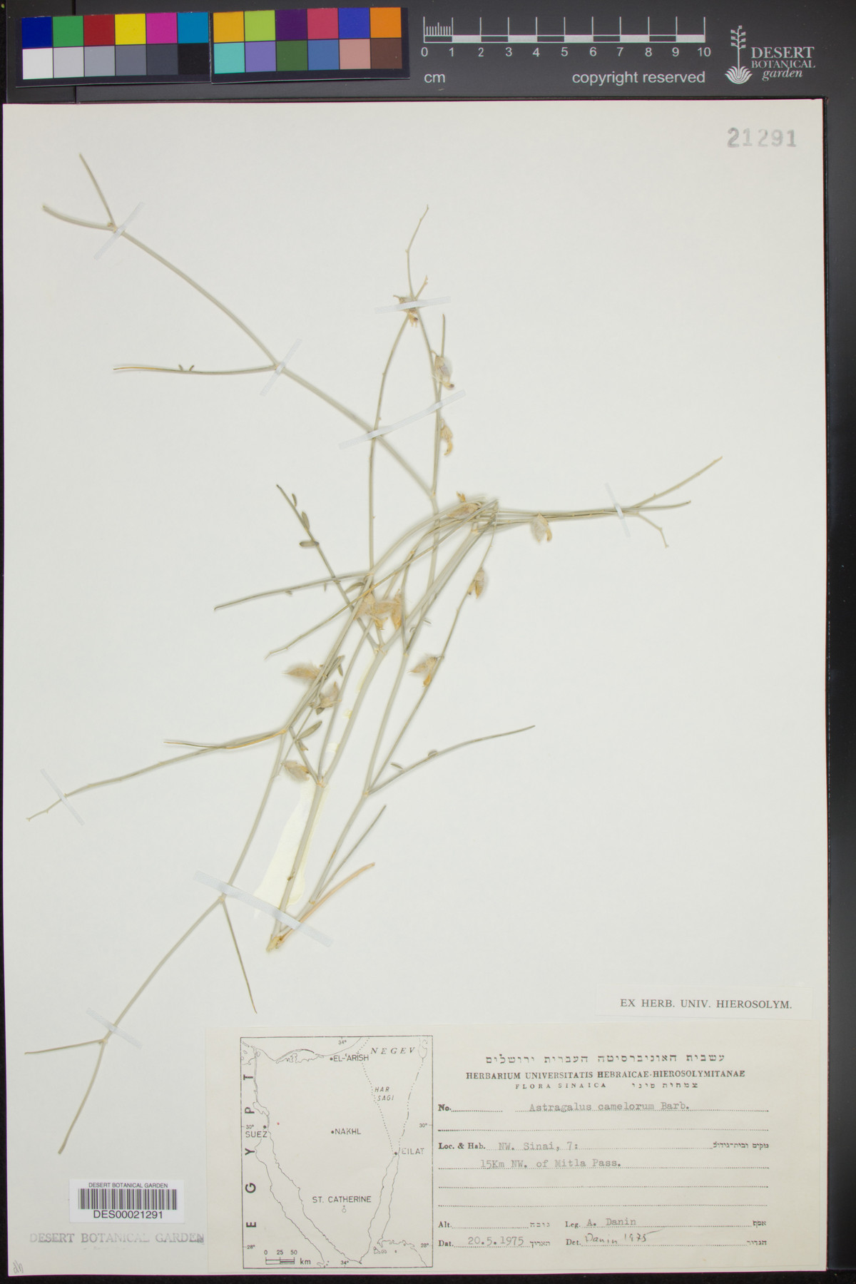 Astragalus camelorum image