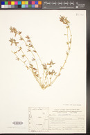 Image of Lotus glinoides