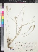 Echium angustifolium image
