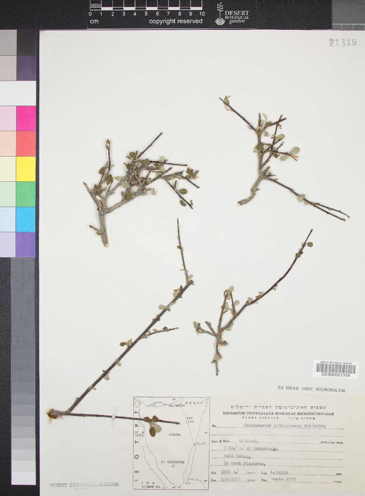 Cotoneaster orbicularis image