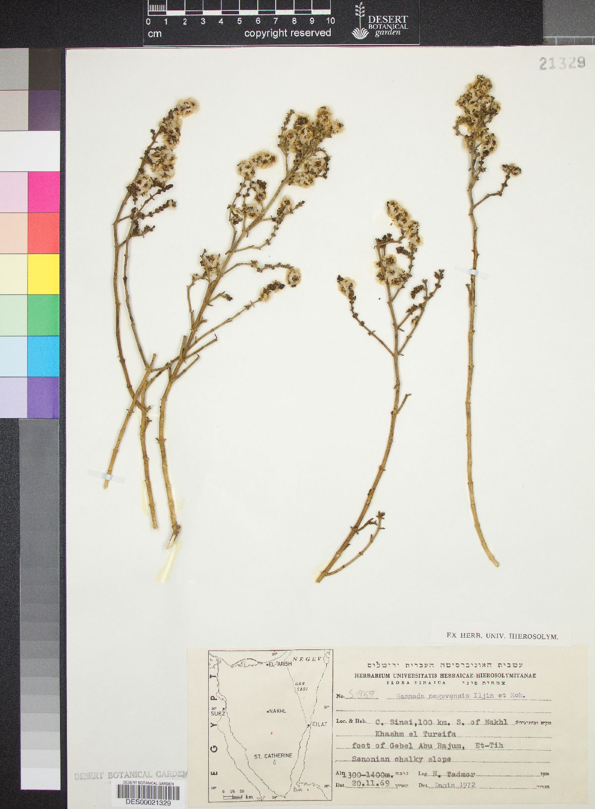 Haloxylon negevensis image