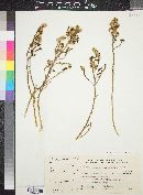 Media resource of Haloxylon negevensis