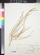Haloxylon persicum image