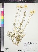 Ursinia calenduliflora image