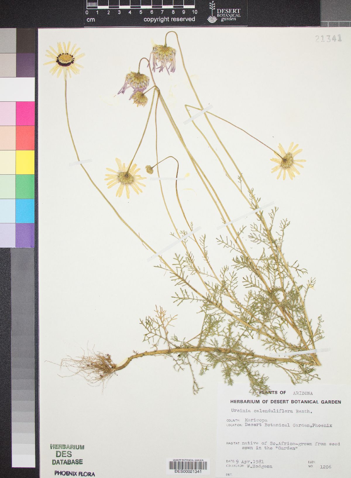 Ursinia calenduliflora image