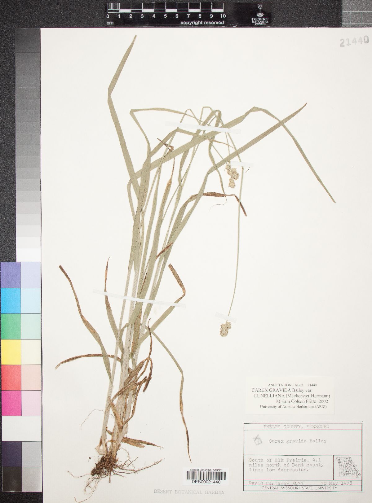 Carex gravida var. lunelliana image