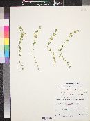 Scutellaria potosina image