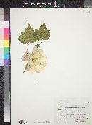 Gossypium arboreum image