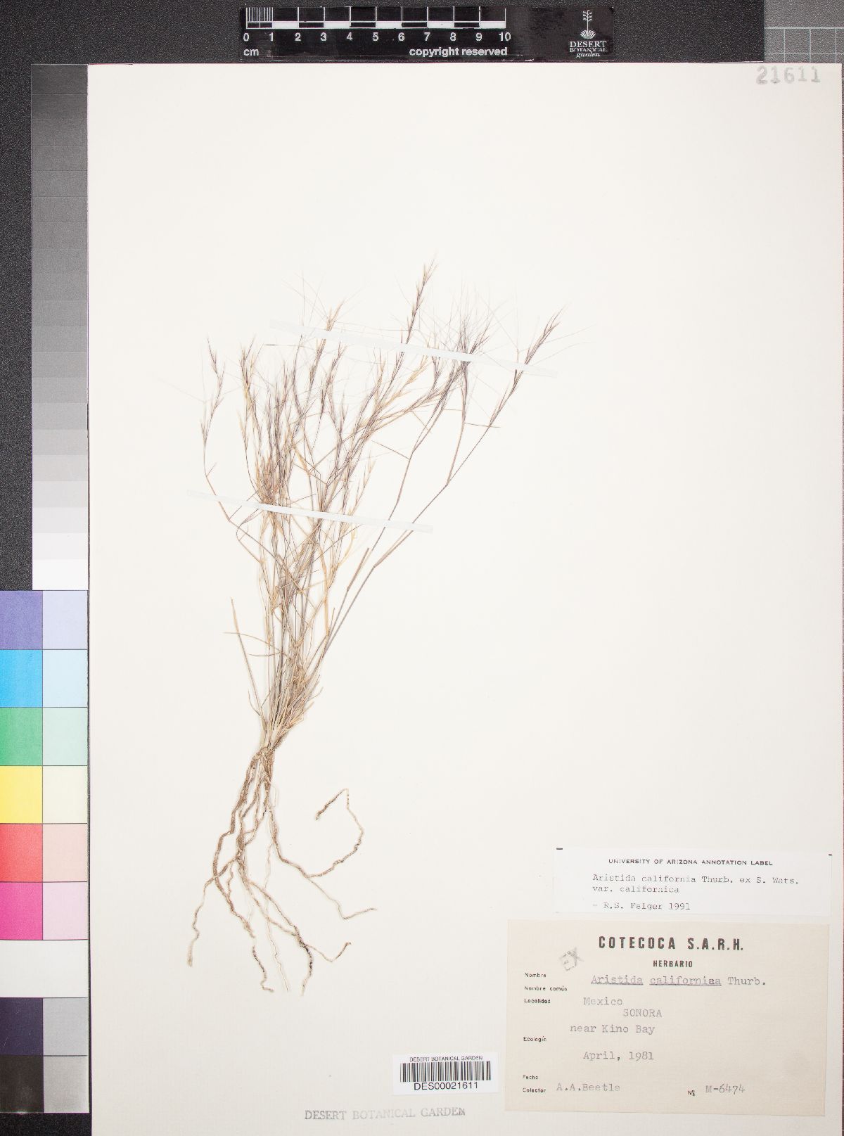 Aristida californica var. californica image