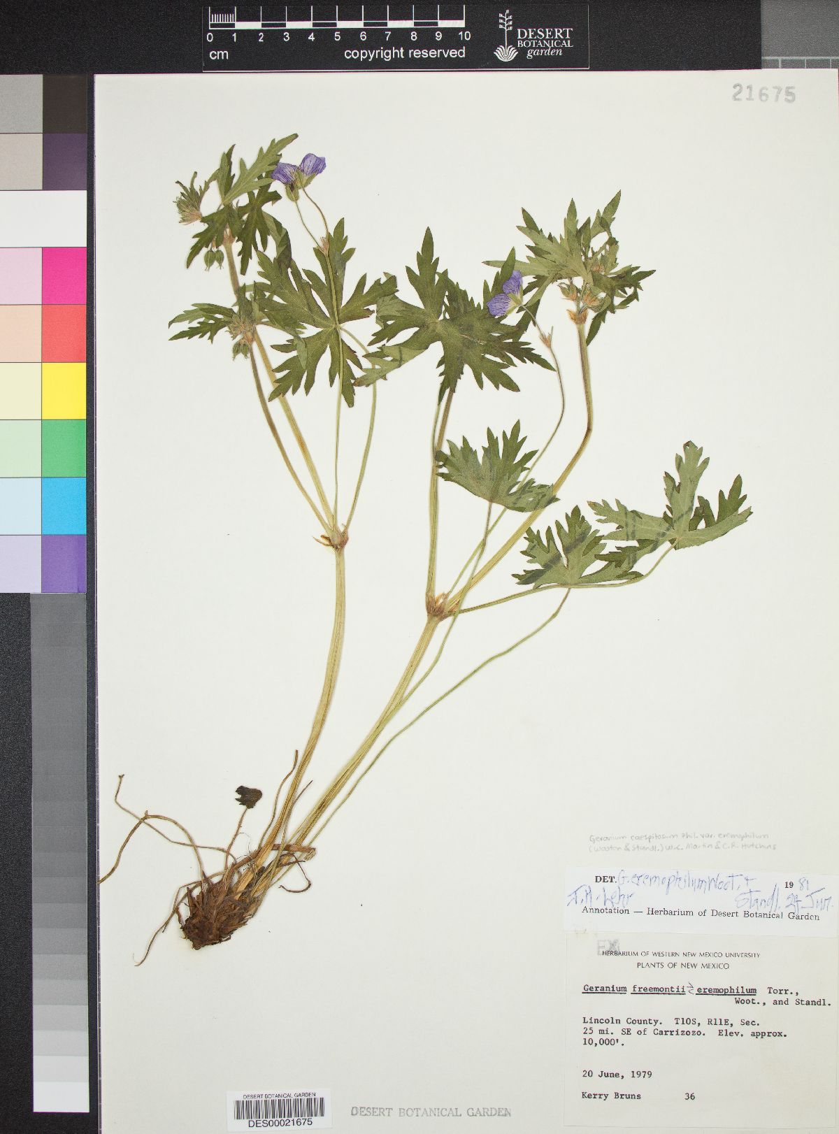 Geranium caespitosum var. eremophilum image