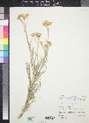 Senecio flaccidus var. flaccidus image