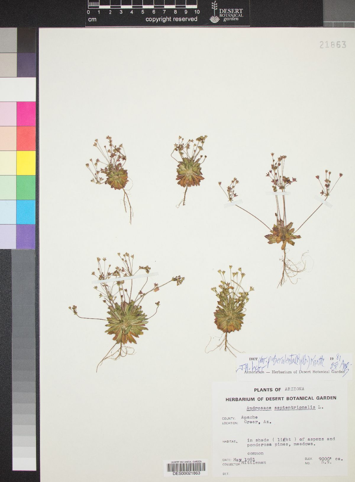 Androsace septentrionalis subsp. puberulenta image