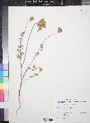 Daucus pusillus image