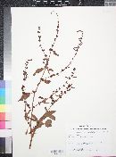 Amaranthus fimbriatus image