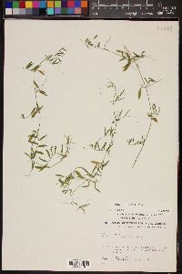 Vicia ludoviciana image