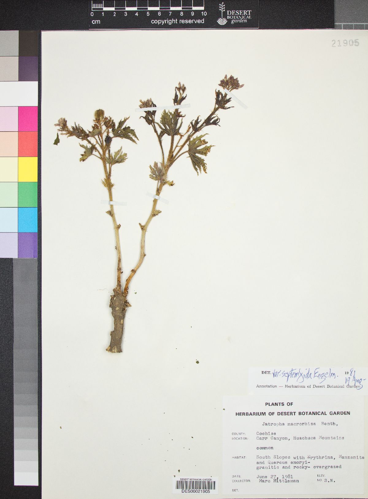 Jatropha macrorhiza var. septemfida image