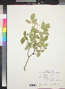 Ptelea trifoliata var. angustifolia image