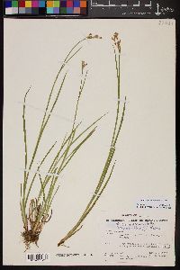 Juncus ensifolius var. montanus image