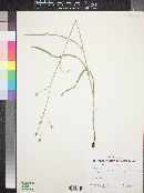 Lactuca graminifolia image