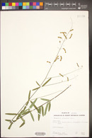 Desmodium arizonicum image