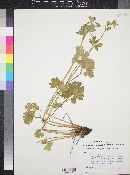 Aquilegia coerulea image