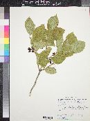 Lonicera involucrata image